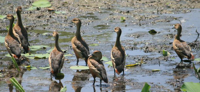 Koshi Tappu 5 nuits 6 jours