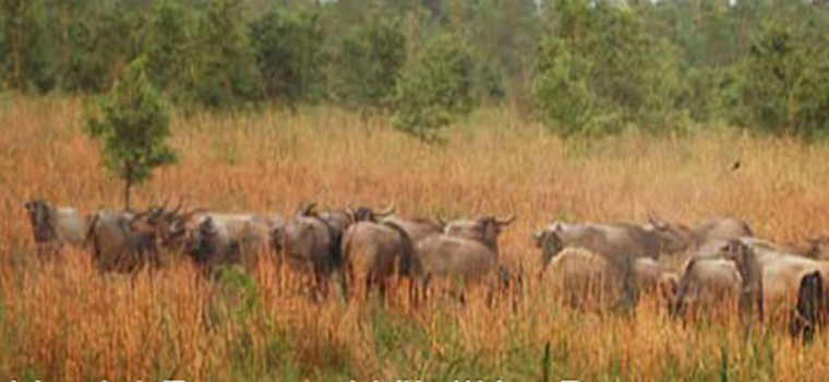 Koshi Tappu 2 nuits 3 jours