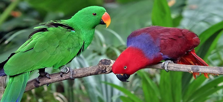 Koshi Tappu 3 nuits 4 jours