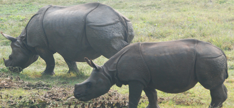 2 Nights 3 Days Wildlife Safari