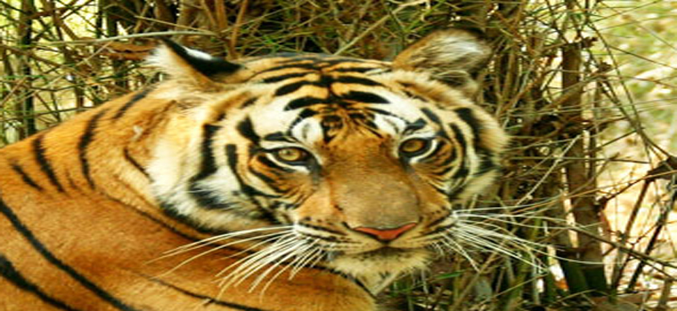 Parc national de Bardia 3 nuits 4 Jours