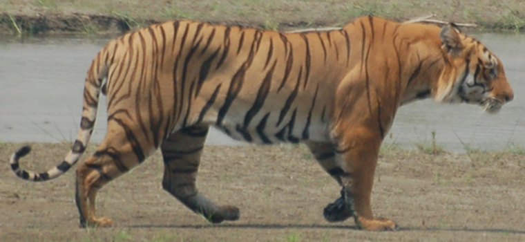 Parc national de Bardia 4 nuits 5 Jours