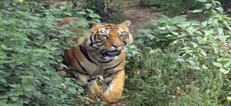 Parc national de Bardia 5 nuits 6 Jours