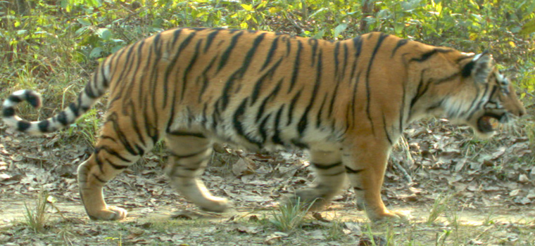 Shuklaphanta Wild Life Reserve